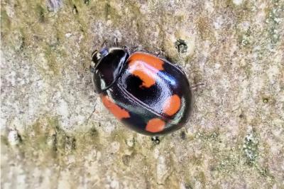 <i>Adalia bipunctata</i>