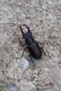 <i>Lucanus cervus</i>