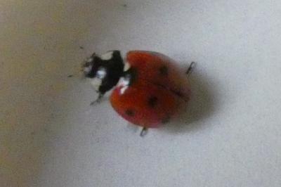 <i>Coccinella septempunctata</i>