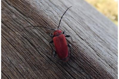 <i>Pyrrhidium sanguineum</i>