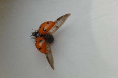 <i>Coccinella septempunctata</i>