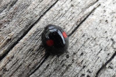 <i>Chilocorus renipustulatus</i>