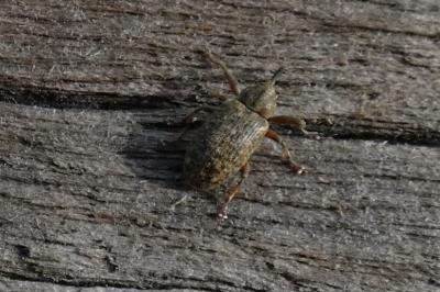 <i>Dorytomus</i>