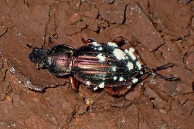 <i>Carabus auratus</i>