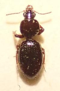 <i>Dyschirius globosus</i>