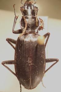 <i>Sphodrus leucophthalmus</i>