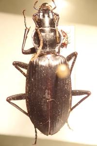 <i>Sphodrus leucophthalmus</i>