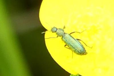 <i>Psilothrix viridicoerulea</i>