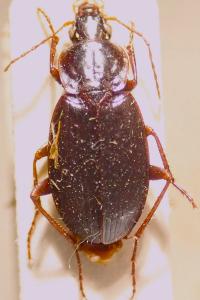 <i>Calathus rotundicollis</i>