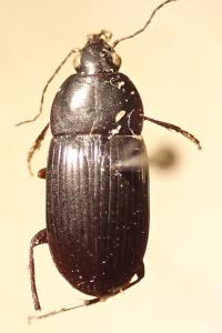 <i>Oodes gracilis</i>