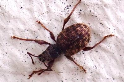 <i>Otiorhynchus rugosostriatus</i>