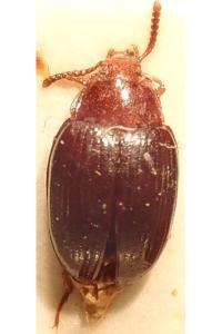 <i>Scaphidema metallica</i>