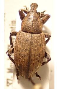 <i>Lepyrus capucinus</i>