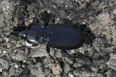 <i>Pterostichus</i>