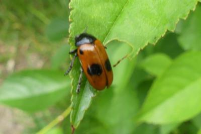 <i>Clytra laeviuscula</i>
