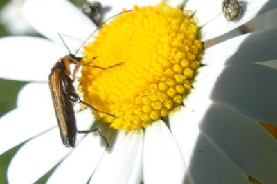 <i>Oedemera podagrariae</i>
