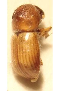 <i>Trypodendron signatum</i>