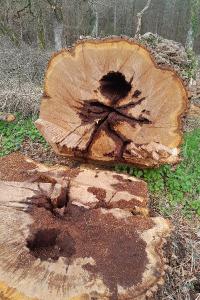 <i>Cerambyx cerdo</i>