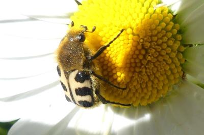 <i>Trichius</i>