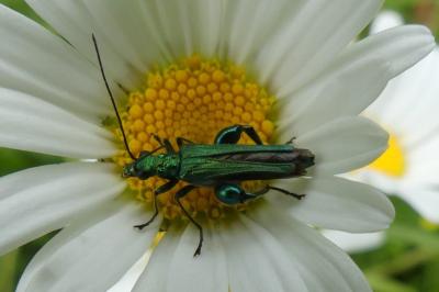 <i>Oedemera nobilis</i>
