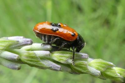<i>Clytra laeviuscula</i>
