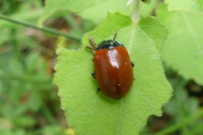 <i>Chrysomela populi</i>