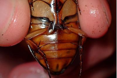 <i>Dytiscus marginalis</i>