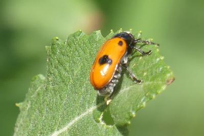 <i>Clytra laeviuscula</i>