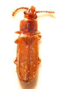 <i>Pediacus dermestoides</i>