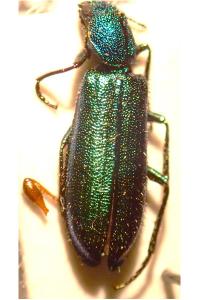 <i>Psilothrix viridicoerulea</i>