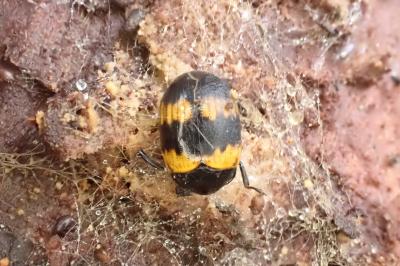 <i>Diaperis boleti</i>