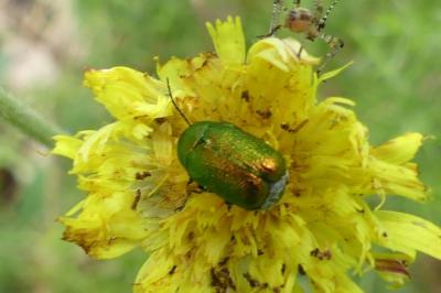 <i>Cryptocephalus</i>