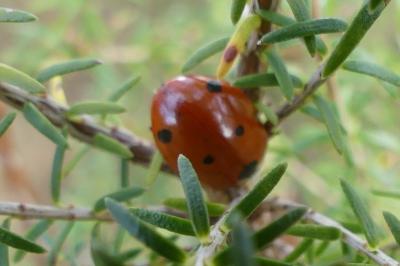 <i>Coccinella septempunctata</i>