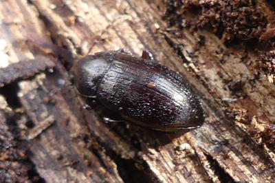 <i>Nalassus laevioctostriatus</i>
