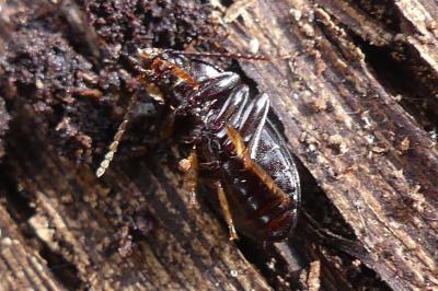 <i>Nalassus laevioctostriatus</i>