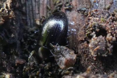 <i>Nalassus laevioctostriatus</i>