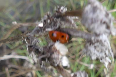 <i>Coccinella septempunctata</i>