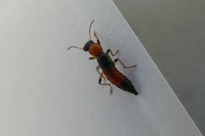 <i>Paederus</i>