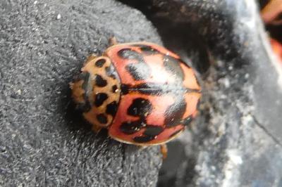 <i>Oenopia conglobata</i>