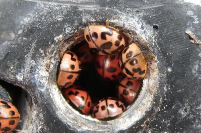 <i>Oenopia conglobata</i>