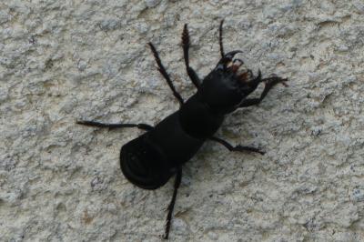<i>Ocypus</i>