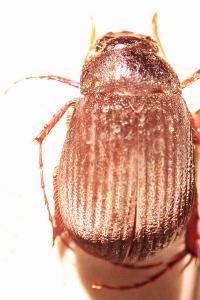 <i>Maladera holosericea</i>