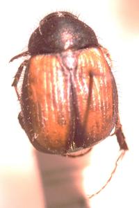 <i>Omaloplia ruricola</i>