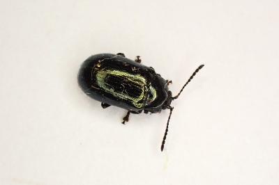 <i>Phratora</i>