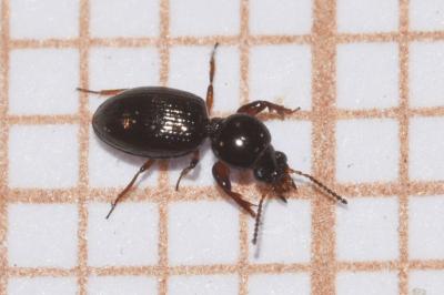 <i>Dyschirius globosus</i>