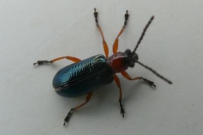 <i>Oulema</i>