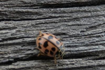 <i>Oenopia conglobata</i>