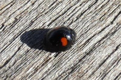 <i>Chilocorus renipustulatus</i>