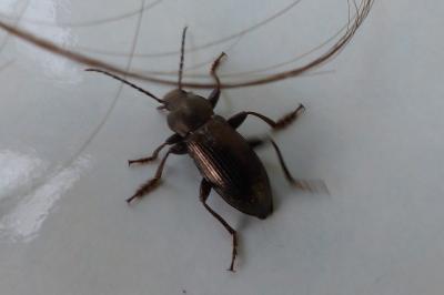 <i>Stenomax aeneus</i>