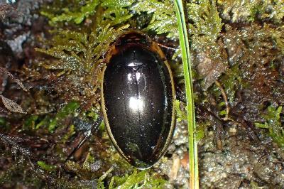 <i>Hydaticus seminiger</i>